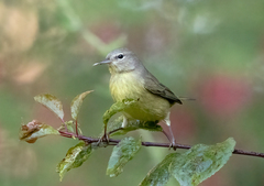 Leiothlypis celata orestera