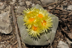 Astrophytum myriostigma