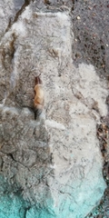 Albinaria petrosa
