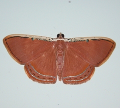 Palyas pallicosta