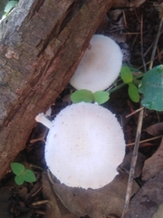 Oudemansiella australis