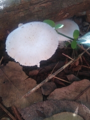 Oudemansiella australis