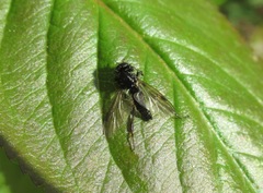 Bibio lanigerus