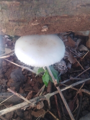 Oudemansiella australis