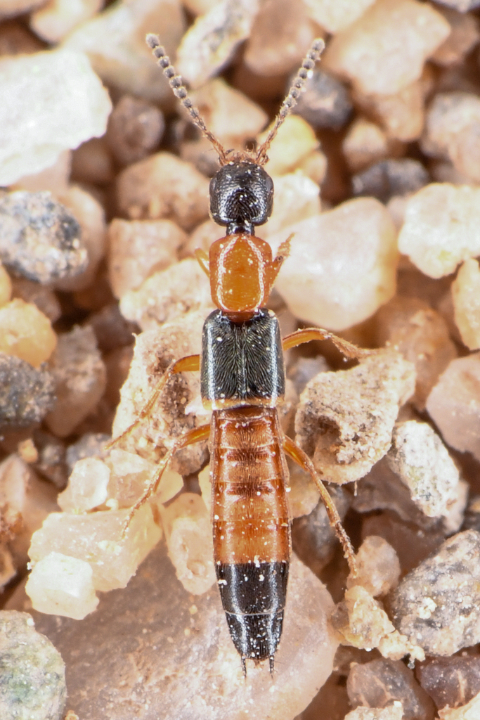 Neobisnius occidentoides