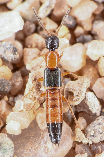 Neobisnius occidentoides