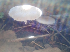 Oudemansiella australis
