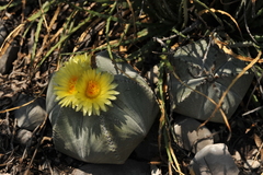 Astrophytum myriostigma