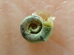 Gyraulus parvus