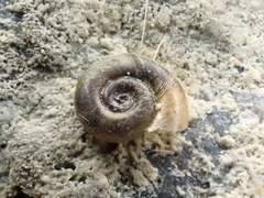 Gyraulus parvus