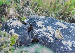 Anthus nilghiriensis