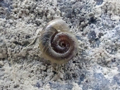 Gyraulus parvus