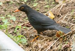 Turdus simillimus