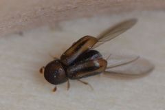 Trypodendron