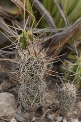 Coryphantha pulleineana