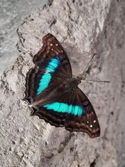 Doxocopa laurentia cherubina