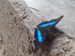 Doxocopa laurentia cherubina