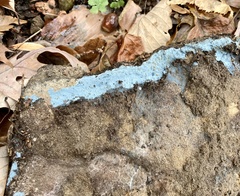 Terana