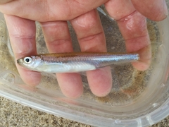 Notropis atherinoides