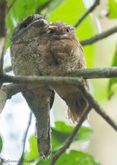 Batrachostomus moniliger