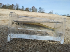 Notropis atherinoides