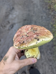 Butyriboletus querciregius