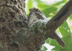 Batrachostomus moniliger