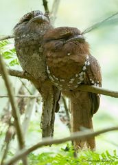 Batrachostomus moniliger