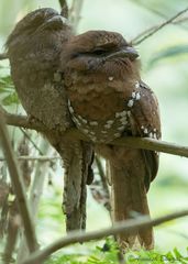 Batrachostomus moniliger