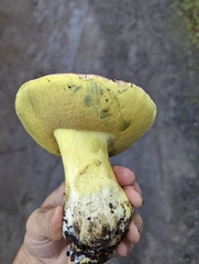 Butyriboletus querciregius
