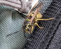 Vespula austriaca