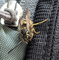 Vespula austriaca