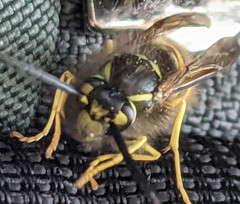 Vespula austriaca