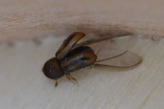 Trypodendron