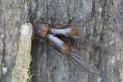 Trypodendron