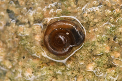 Gyraulus parvus