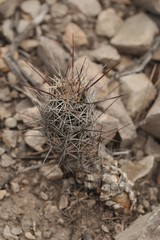 Coryphantha pulleineana