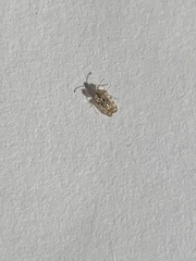 Corythucha marmorata