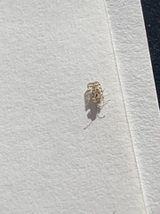 Corythucha marmorata