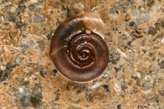 Gyraulus parvus