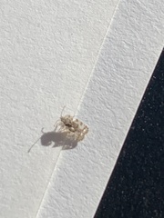 Corythucha marmorata