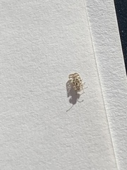 Corythucha marmorata