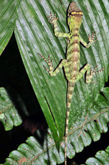 Anolis frenatus