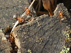 Formica sanguinea