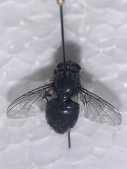 Calyptratae