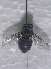 Calyptratae