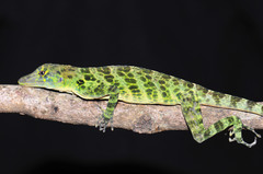 Anolis frenatus