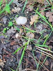Psathyrella microrhiza