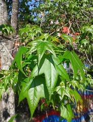 Liquidambar styraciflua