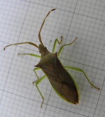 Plinachtus imitator